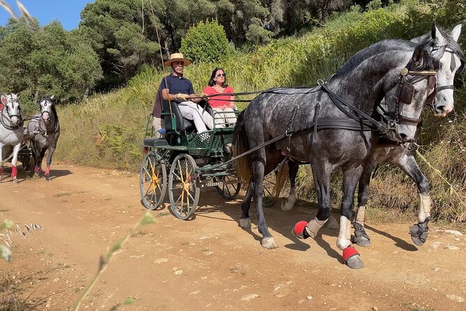 Horse Carriage Tour on the Mountain in Palmela - Two hours in Arrábida Natural Park