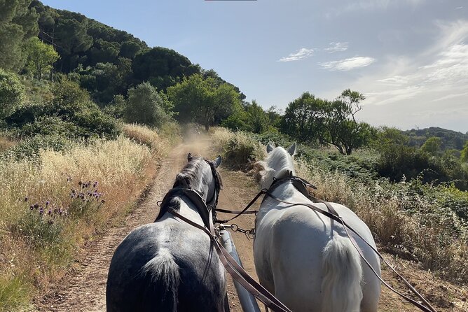 Horse Carriage Tour on the Mountain in Palmela - What the price means at $173.52 per person