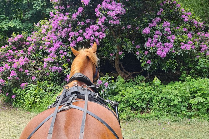 Horse drawn carriage ride york - Why the private group size matters