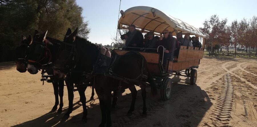 Horse-Drawn Carriage Route Through Doñana Park and The Villa - Key points to know before you book