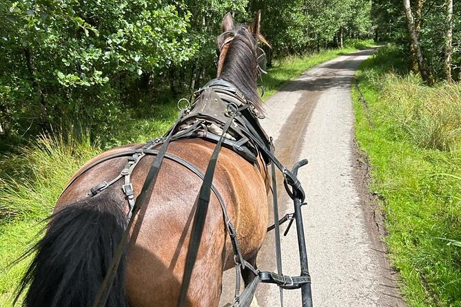 Horse-Drawn Carriage Tours in Killarney - Comfort in sun, rain, and changing conditions