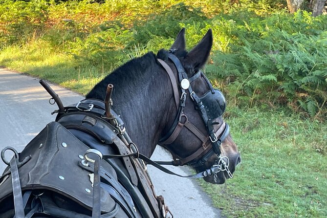 Horse-Drawn Carriage Tours in Killarney - Along the Deenagh River and through the deer parks