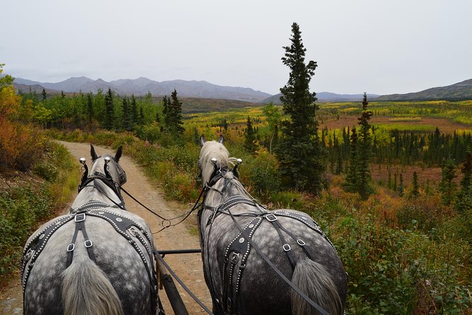 Horse-Drawn Covered Wagon Ride with Backcountry Dining - Starting at Black Diamond Resort in Healy
