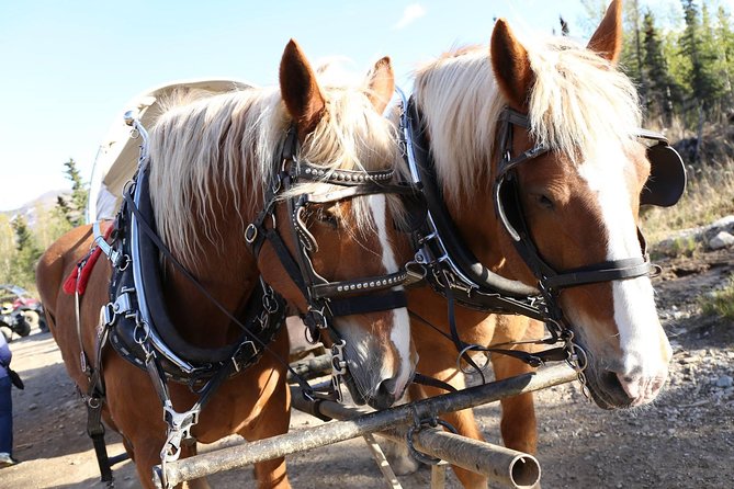 Horse-Drawn Covered Wagon Ride with Backcountry Dining - The backcountry meal is part of the main event