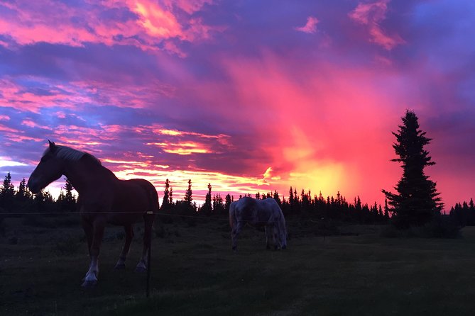 Horse-Drawn Covered Wagon Ride with Backcountry Dining - The first 45 minutes behind the draft horses