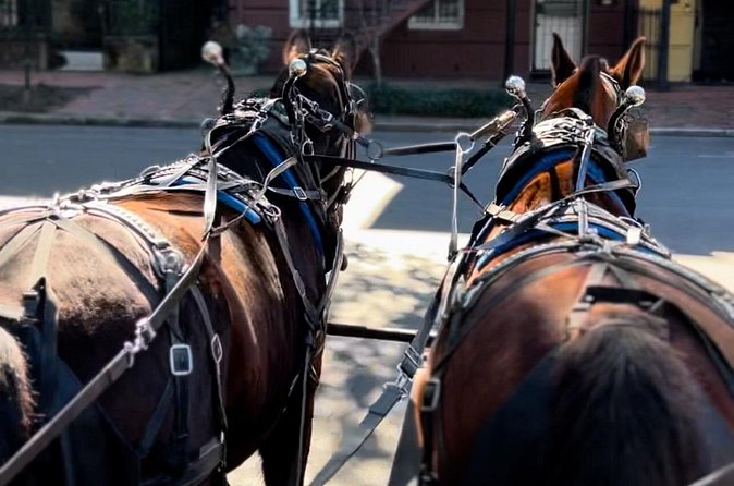 Horse Drawn Daytime Group Narrated Historic Overview Tour - The horses and the pace of the ride