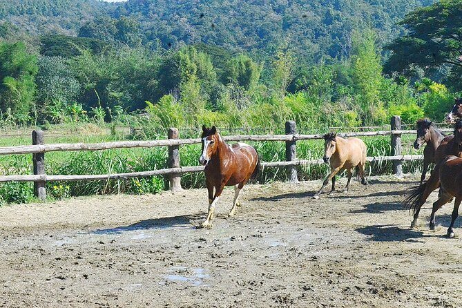 Horse Lesson+Riding+Wat Tonkwen wooden temple.Chiangmai - Practical details before you book