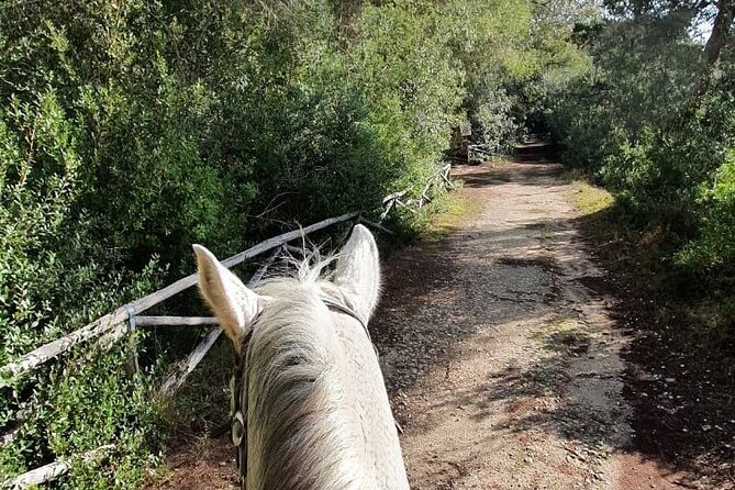 Horse ride in a Salento Nature Reserve with transfer from Lecce - At the ranch, expect a gentle introduction