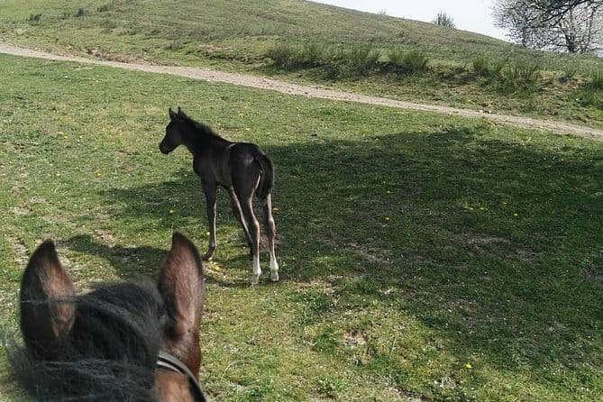 Horse ride in the Mugello (transfer from / to Florence) and Tuscan aperitif - Who should book this experience