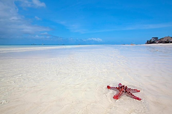 Horse Ride + Swimming with Turtles in Aquarium at Nungwi Beach - Key points at a glance