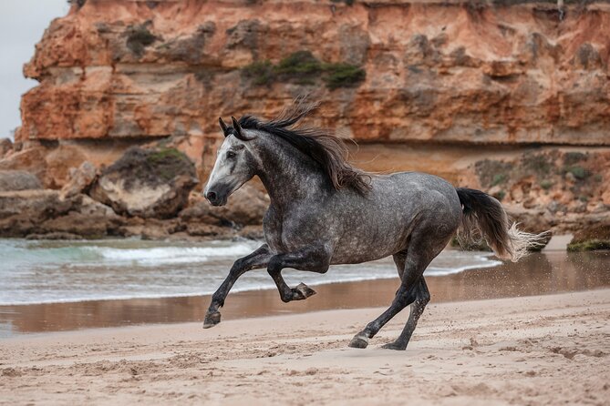 Horse Ride + Swimming with Turtles in Aquarium at Nungwi Beach - A horse ride that leaves the beach