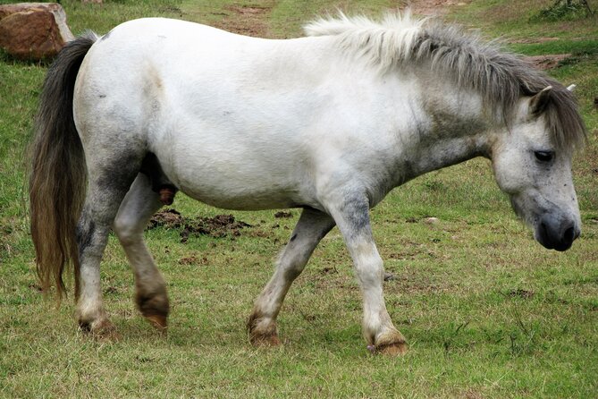 Horse Ride + Swimming with Turtles in Aquarium at Nungwi Beach - Should you book the horse and turtle tour?