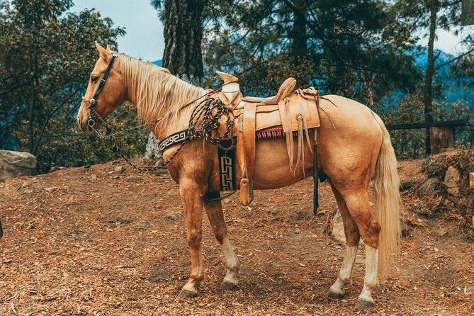 Horse Ride with Mountain Views - Two hours among trees and mountain views