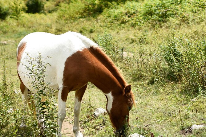Horse Ride with Mountain Views - What the pickup adds to the price