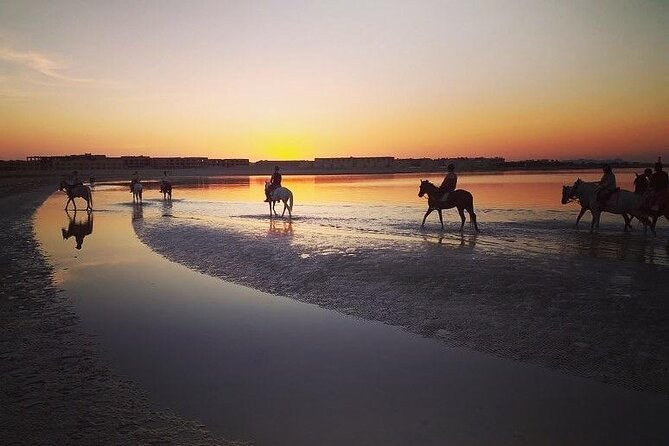 Horse Riding 3 Hours Desert Beach Swimming by horse in Hurghada - Meeting the horses and choosing your ride