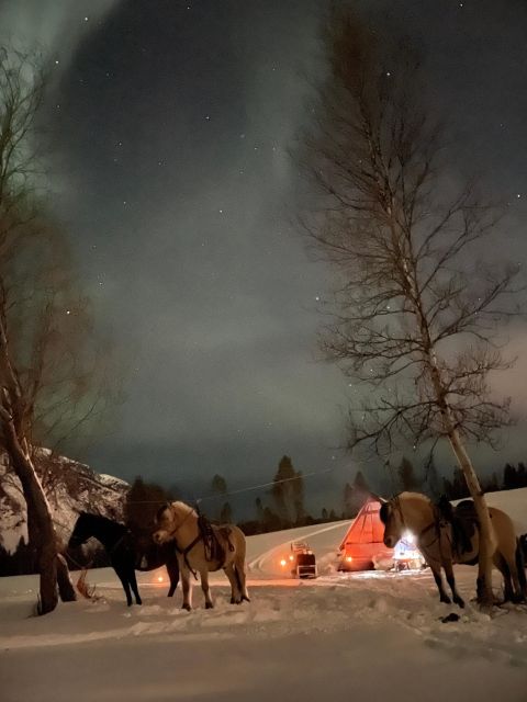 Horse riding and dining experience - Riding through the forest and beside the Alta River