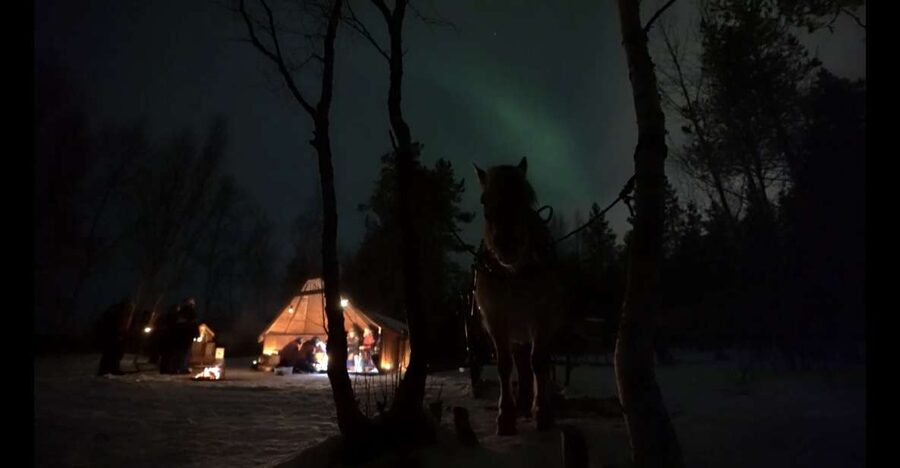 Horse riding and dining experience - Meeting your Fjord horse at the farm