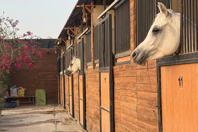 Horse Riding Experience in Riyadh | Tanomah | Jeddah | Al Ula - Beginner appeal and riding expectations