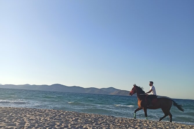 Horse Riding Experience on the Beach with Instructor - Starting with the horses and basic instruction