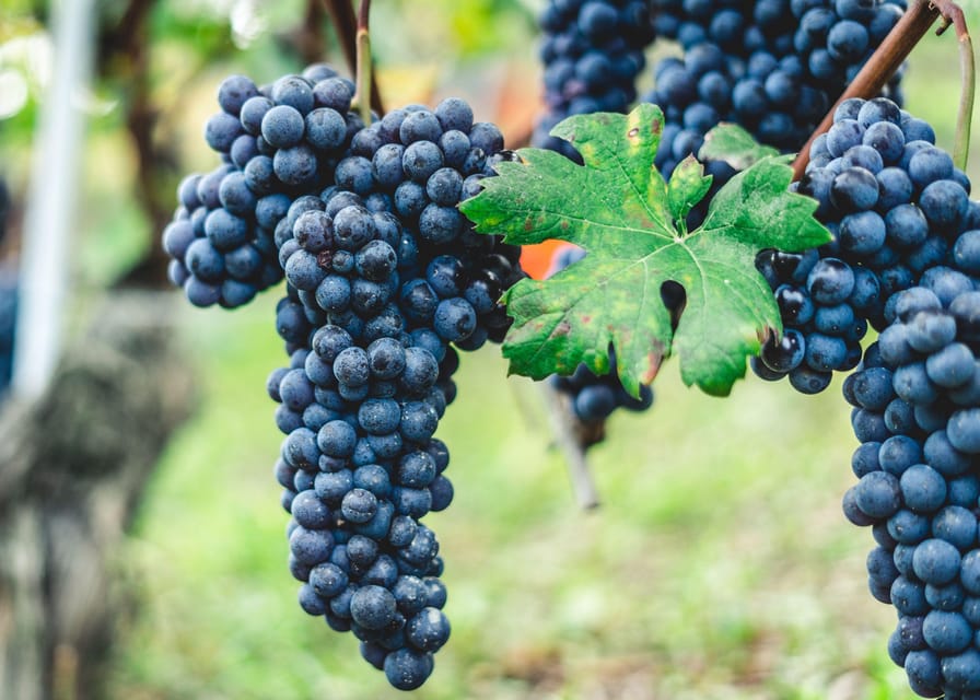 Horse Riding Experience on Vesuvius w/ Wine Tasting - Key points to know before booking