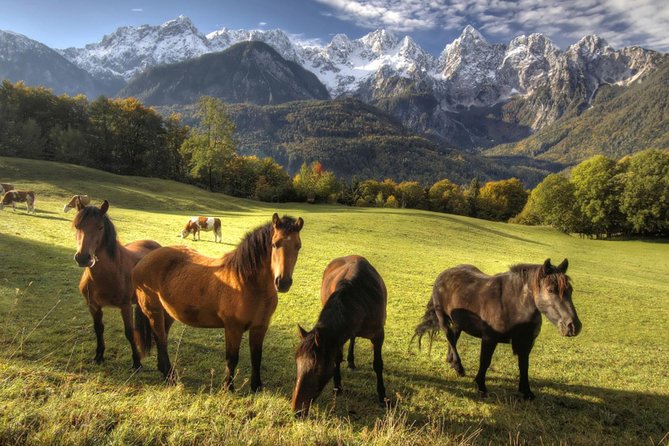 Horse Riding in Bled - Horses, comfort, and practical riding advice