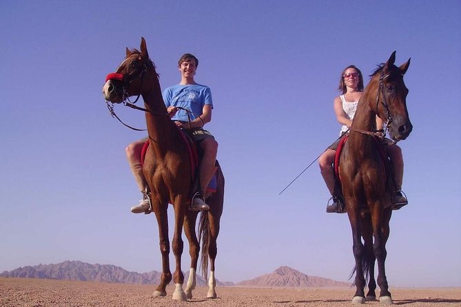 Horse Riding in Dahab - Key points at a glance