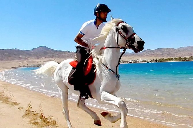 Horse Riding in Dahab - How the $25 price works for you