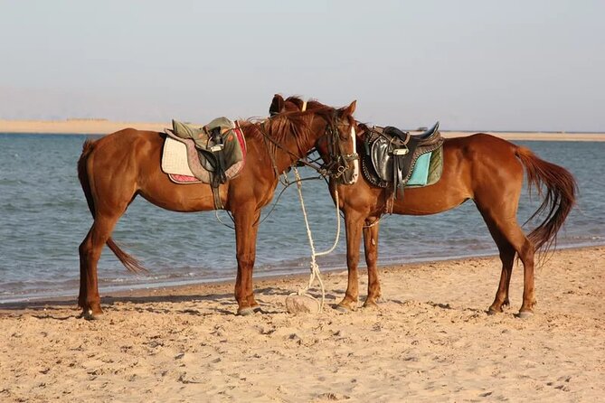 Horse Riding in Dahab - Two hours toward the beach or Wadi el Bida