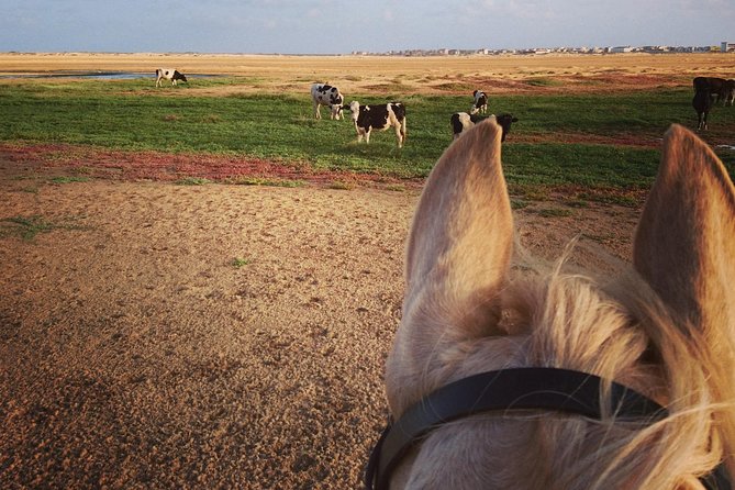 Horse Riding in Sal Island - Cabo Verde - My verdict on Santa Marilha Horse Excursions