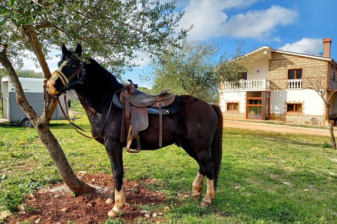 Horse riding in the Gargano National Park - Buffaloes, cows, and a working countryside