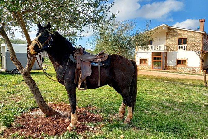 Horse riding in the Gargano National Park - Who will enjoy this ride most?