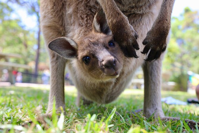 Horse Riding, Koalas & Kangaroos - Wild Australia: Private Tour - Mrs Macquarie’s Chair and the Opera House