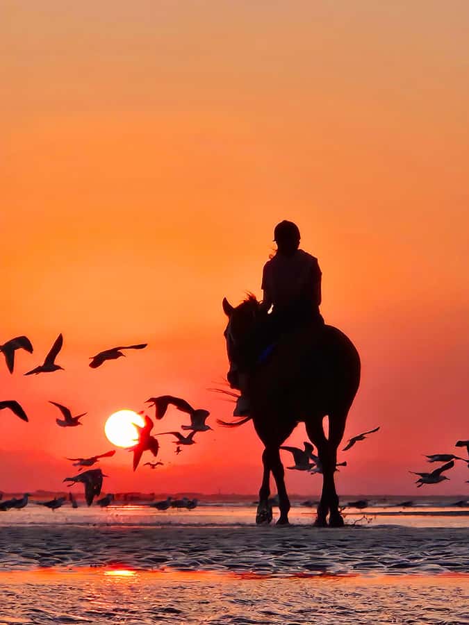 Horse Riding Oman - 2 hour ride - The Two-Hour Beach Route