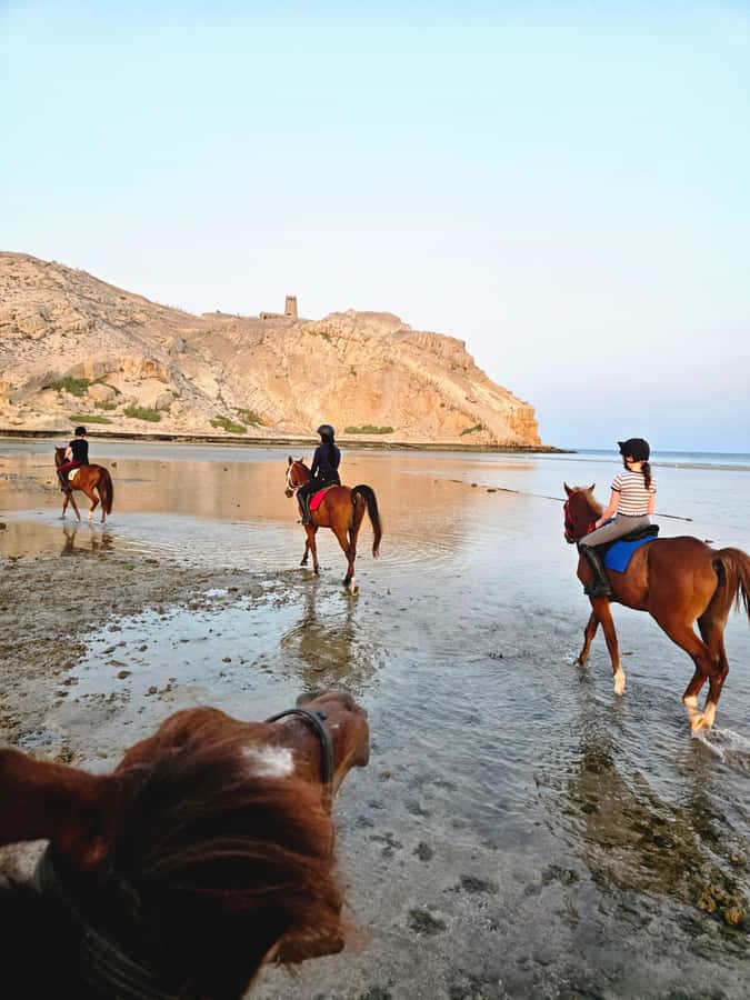 Horse Riding Oman - 2 hour ride - Getting to the Meeting Point Near Al Sawadi Resort