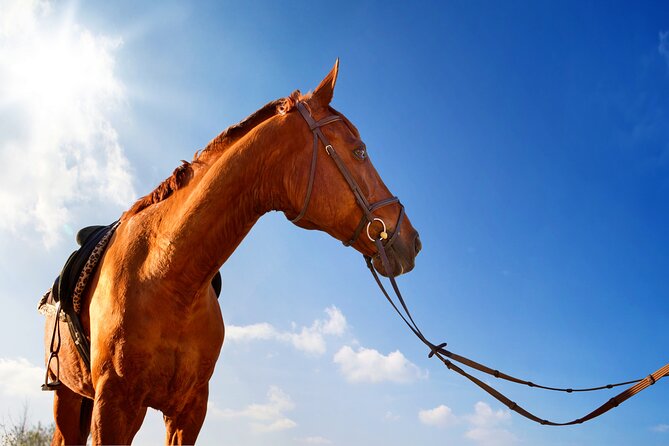 Horse Riding on the Beach in Side - A note about service reliability