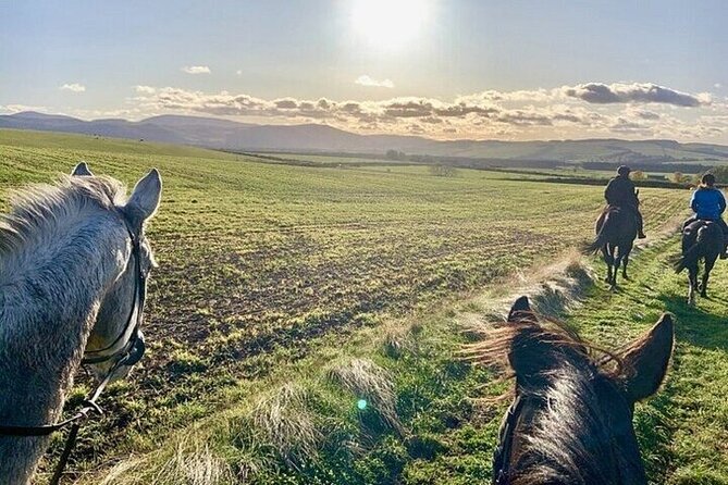 Horse Riding one hour Palmeraie Grove & Transfer - Marrakesh - What the Transfer Adds to the Experience
