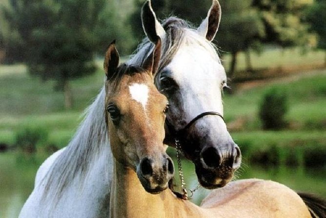 Horse Riding Small Group near Lucca - Key points to know before you book