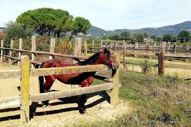 Horse Riding Small Group near Lucca - Riding beyond Lucca’s city walls