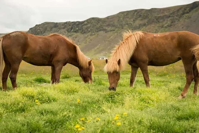 Horse Riding Tour in Reykjadalur (Smoky Valley)-All Riding Levels - A calm start for first-time riders