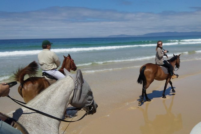 Horse Riding Tour on the Beach Lisbon region - Private transport and group size
