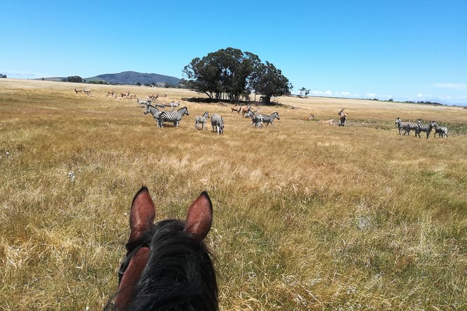 Horse Riding Wildlife Safari - Riding through a 240-hectare wildlife sanctuary