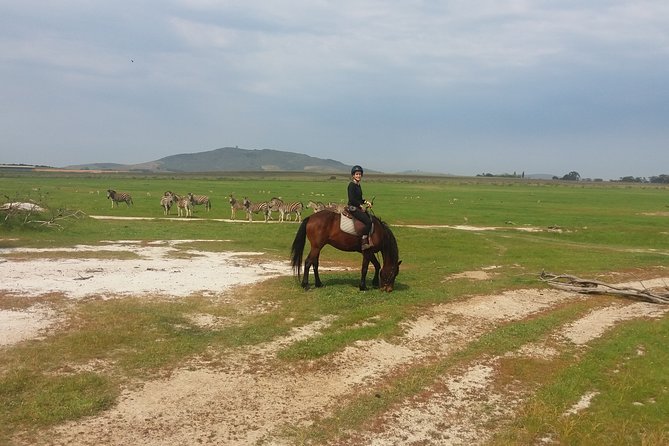 Horse Riding Wildlife Safari - Is $77.59 a fair price?