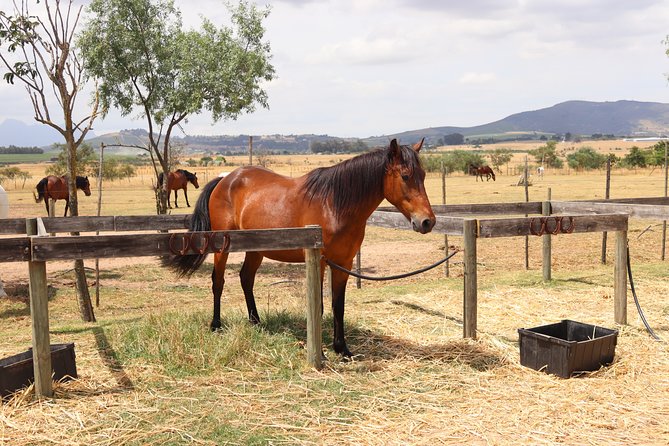Horse Riding Wildlife Safari - Who will enjoy this ride most?