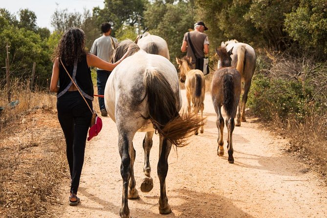 Horse Sanctuary: A nature walk with Rescued Horses by your side - Key points to know before booking