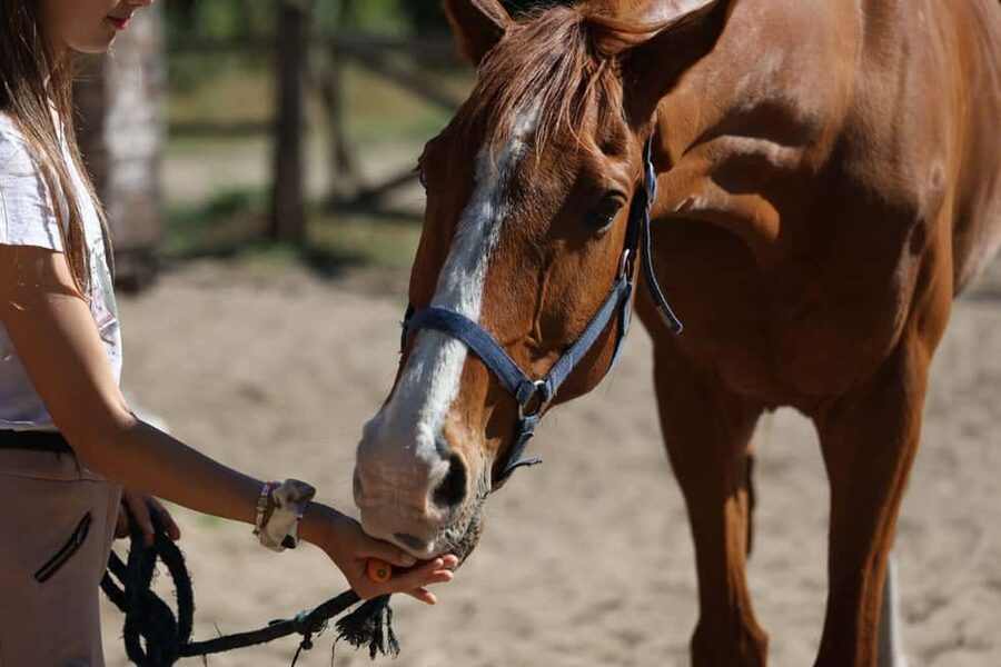 Horse Sanctuary in Rome - Why the history adds value