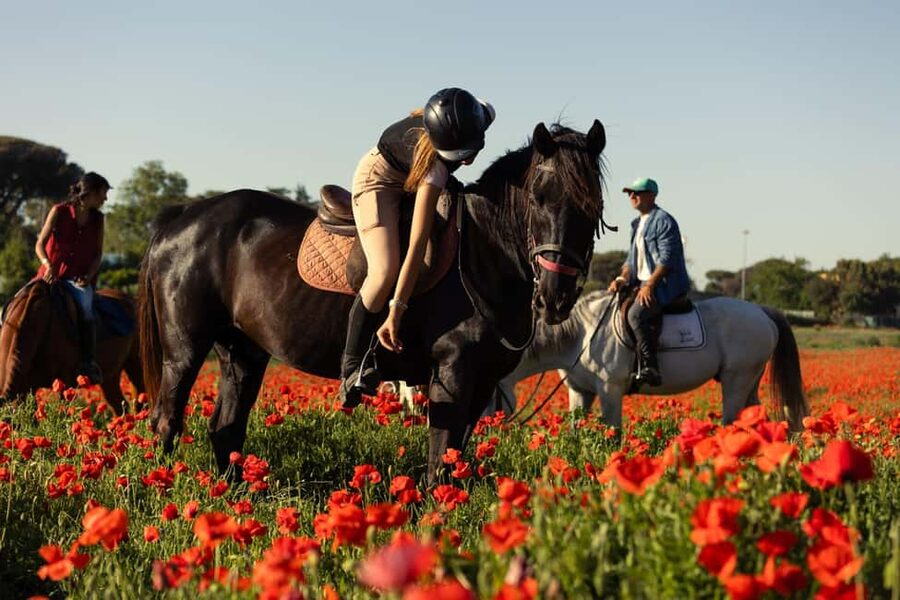 Horse Sanctuary in Rome - A short lesson for beginners and returning riders