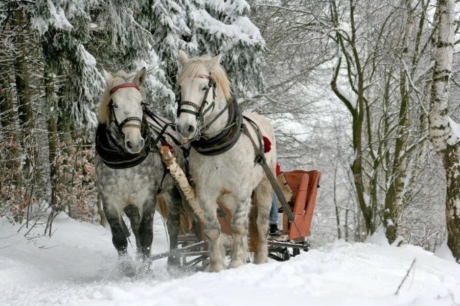 Horse Sleigh 2-3h Ride with Hot Springs or Zakopane Combos - Who should book this experience