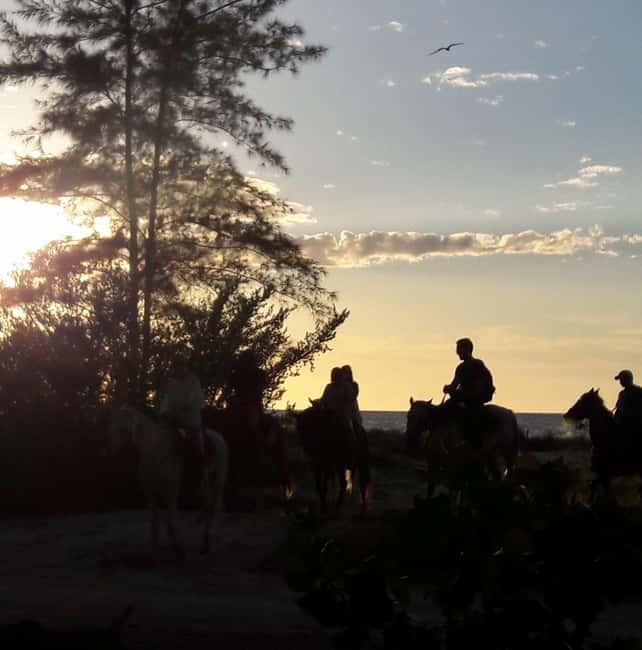 Horseback Adventure in Holbox - What the mangrove section offers