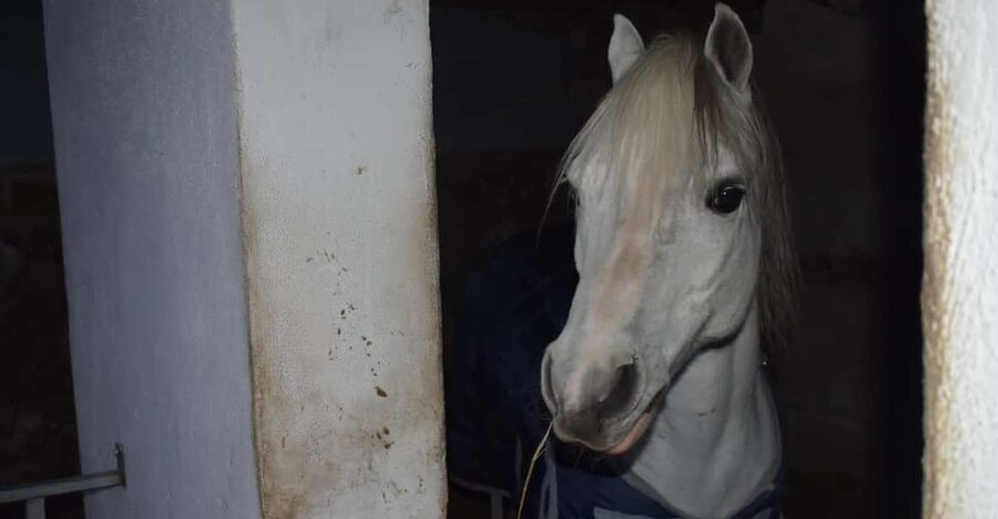 Horseback excursion in the Maddalena woods - Mount Rotaro and Ischia’s volcanic past