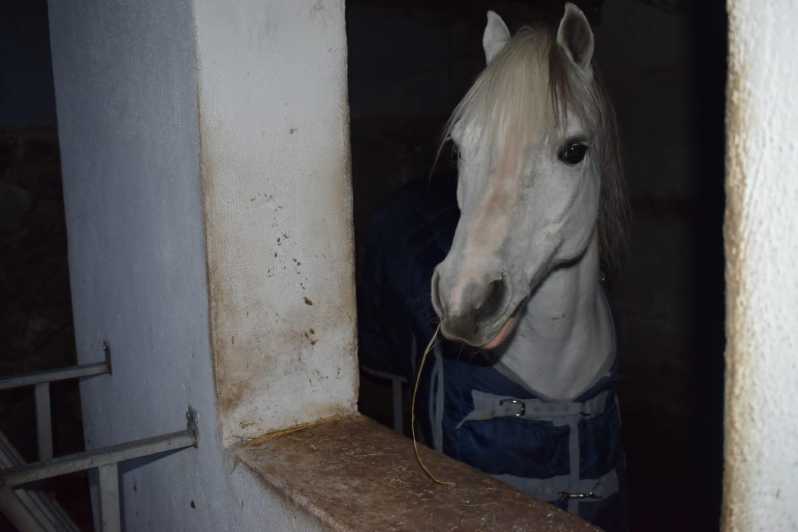 Horseback excursion in the Maddalena woods - Two forest biotypes, one compact route